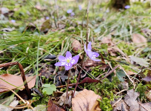 Frühlingsausstellung Gasthof Post Dalaas