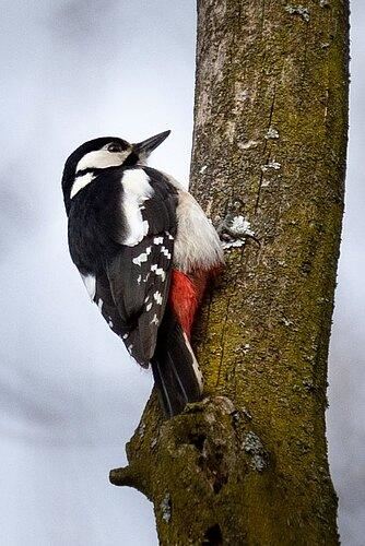 Vielfaltertag im Europaschutzgebiet Klostetaler Bergwälder